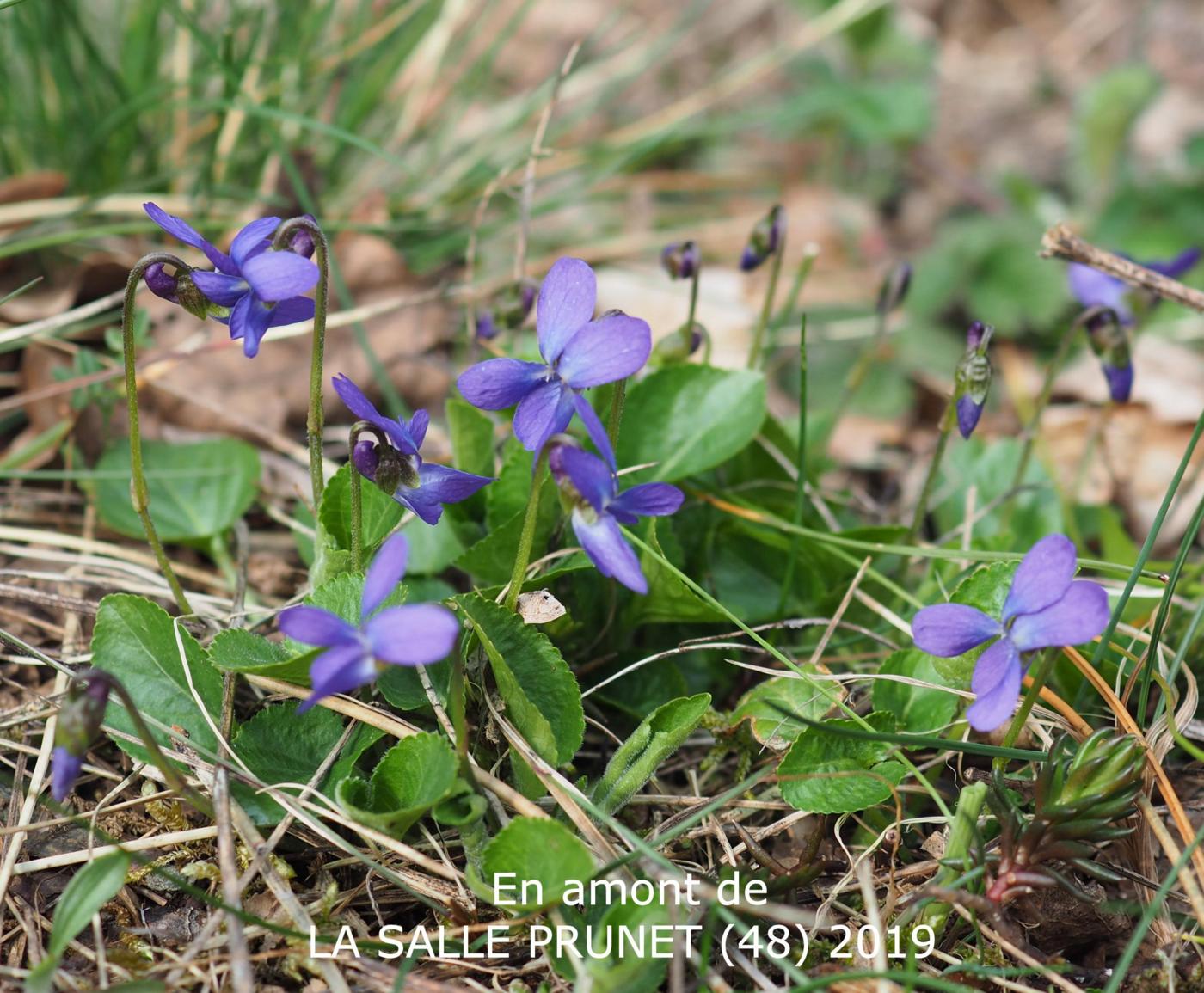 Violet, Hairy plant